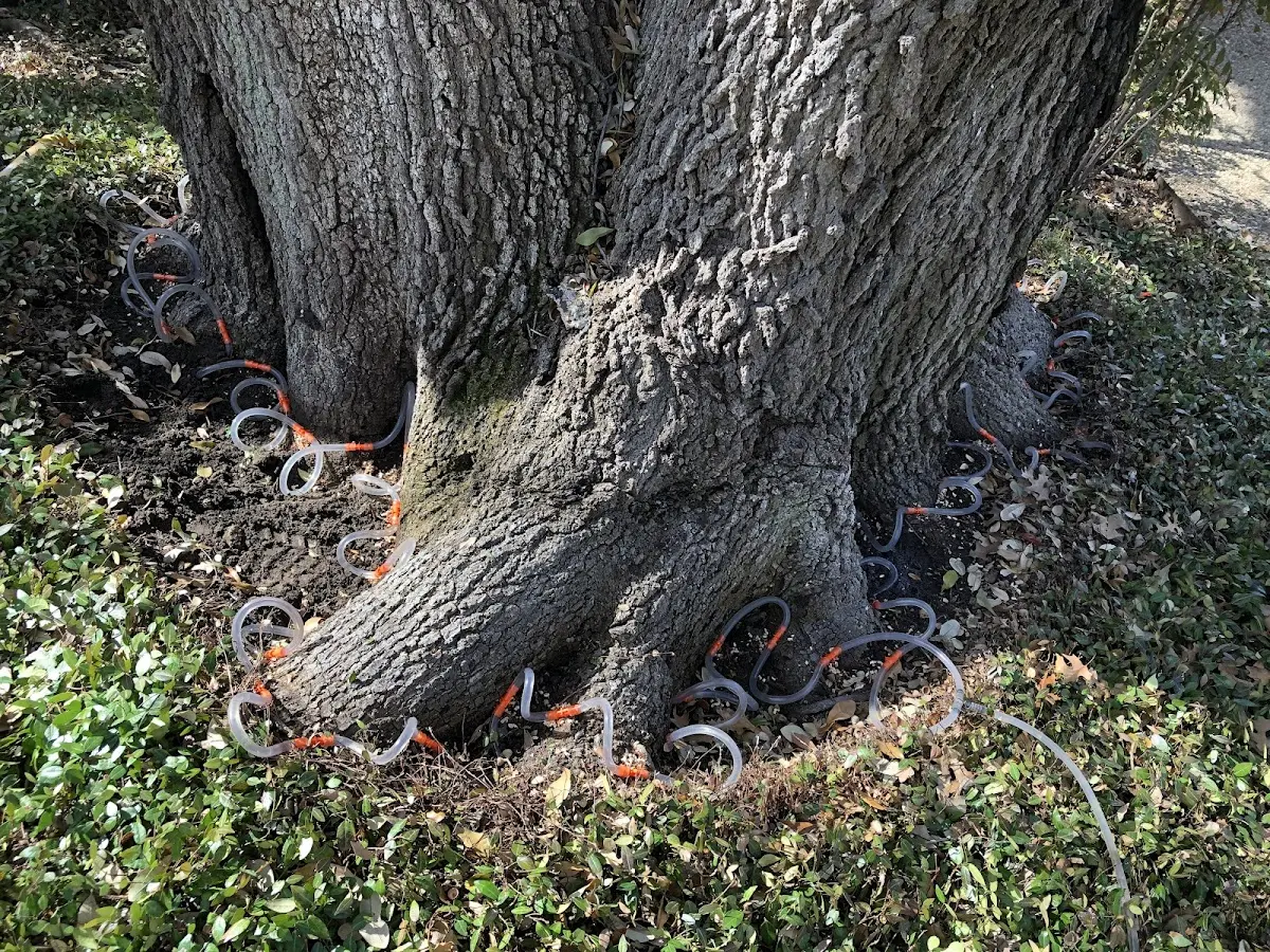 Detailed Tree Cabling and Bracing job site in Metamora