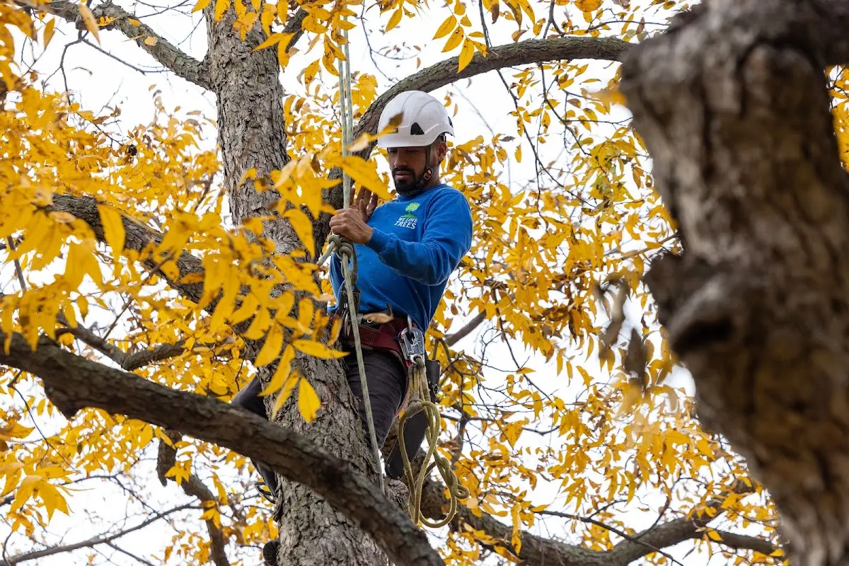 Skilled Storm Damage Cleanup crew working in Metamora